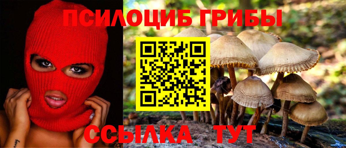 Псилоцибиновые грибы Cubensis Боровичи
